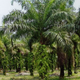 Perkebunan Kelapa Sawit